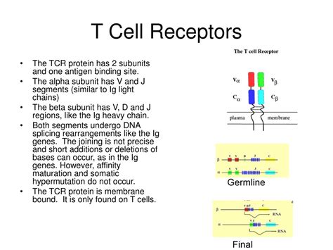 t cell receptors tcr are similar to